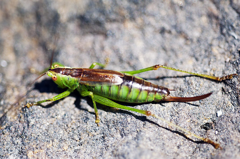 Bug1 800px.jpg